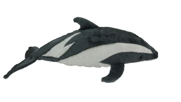 Dolphin Dusky Sound