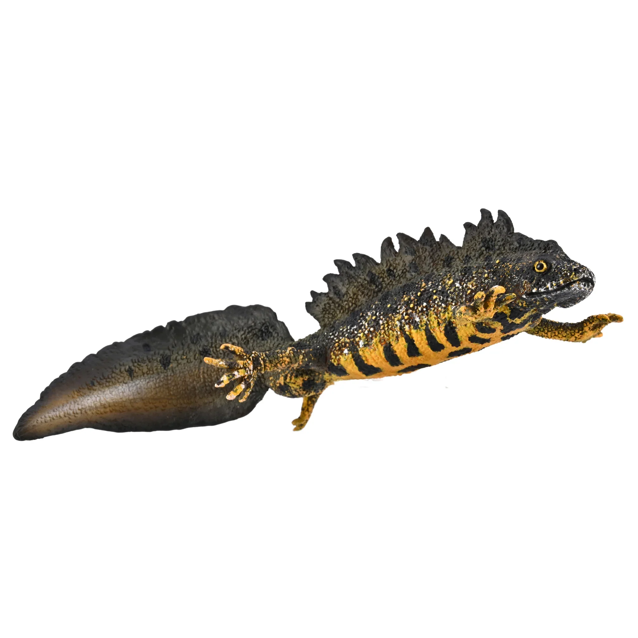 CO Great Crested Newt (L)