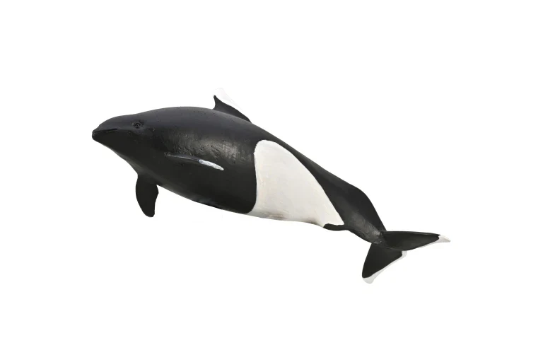 CO Dall's Porpoise (M)